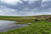 Hunting hut on a stretch of water, spring, Pas de Calais, France