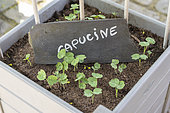 Raising Capucine seeds in a tray, spring, Somme, France