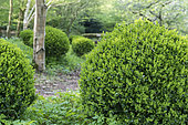 Boxwood carved in a garden, spring, Somme, France