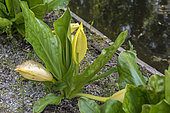Lysichiton of Kamchatka in bloom in a garden, spring, Somme, France
