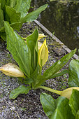 Lysichiton of Kamchatka in bloom in a garden, spring, Somme, France