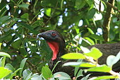 Portrait of Crested Guan (Penelope purpurascens), Costa Rica