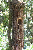 Resplendent Quetzal's Nest (Pharomachrus mocinno) in a trunk, Costa Rica