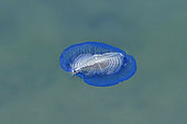 By-the-wind Sailor (Velella velella), Mediterranean, Saint-Jean-Cap-Ferrat, France