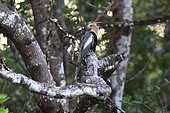 Anhinga (Anhinga anhinga) on a branch, Costa Rica