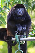 Mantled Howler Monkey (Alouatta palliata), Costa Rica