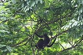 Mantled Howler Monkey (Alouatta palliata) in a tree, Costa Rica