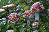 Fly Agaric (Amanita muscaria) mushrooms, Vosges, France