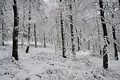 Fir-beech forest in snow, Frankenthal-Missheimle Nature Reserve, Vosges, France