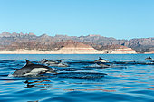 Common dolphin (Delphinus delphis) Gulf of California Mexico.