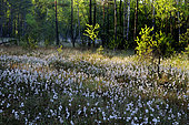 Tall Cotton Grass (Eriophorum sp) in bog, Regional Natural Park of Northern Vosges, France