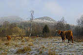 Highland cows in winter, Dambach, Northern Vosges Regional Nature Park, France