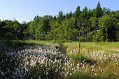 Cotton Grass (Eriophorum sp) in the bog Erbsenthal, Regional Natural Park of Northern Vosges, France