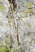 Caterpillars of Willow Ermine (Yponomeuta irrorella) totally devouring all the leaves of a shrub in the region of Vitteaux, Bourgogne-Franche-Comté, France