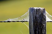 Caterpillars of Willow Ermine (Yponomeuta irrorella) on a fence post after completely devouring all the leaves of a shrub in the region of Vitteaux, Bourgogne-Franche-Comté, France