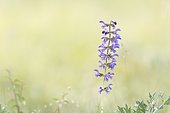 Meadows Clary flowers (Salvia pratensis) flowers, Bollenberg, Alsace, France