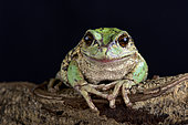The Andean marsupial tree frog (Gastrotheca riobambae) has a unique breeding behavior in having a pouch to carry eggs and tadpoles in.