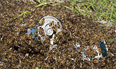 Honeybees (Apis mellifera) Swarm in beer cans thrown into the wild, Northern Vosges Regional Nature Park, France