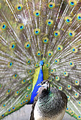 Indian Peafowl (Pavo cristatus)male displaying in front of a female