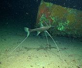 Tripodfish or tripod spiderfish (Bathypterois grallator). Composite image