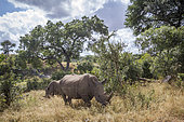 Southern white rhinoceros (Ceratotherium simum simum) in Kruger National park, South Africa.