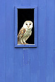 Barn owl (Tyto alba) perched inside a window