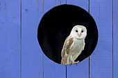 Barn owl (Tyto alba) perched in a window