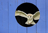 Barn owl (Tyto alba) landing inside a blue door