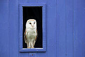 Barn owl (Tyto alba) perched in a window