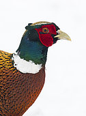 Pheasant (Phasianus colchicus) head details