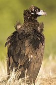 Monk Vulture (Aegypius monachus) Cordoba, Spain