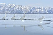 Whooper Swan (Cygnus cygnus) on ice, Lake Kussharo, Akan National Park, Hokkaido, Japan