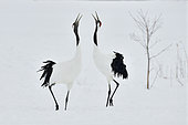 Japanese Cranes (Grus japonensis) displaying, Hokkaido, Japan