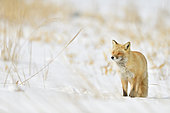 Red fox (Vulpes vulpes) in the snow, Hokkaido, Japan