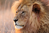 Lion (Panthera leo) male portrait in the early morning light, Kgalagadi, South Africa