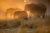 African Elephants (Loxodonta africana) at dusk, Bwabwata, Caprivi, Namibie