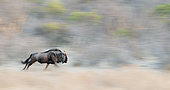 Blue wildebeest (Connochaetes taurinus) running, Central Kalahari, Botswana