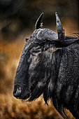 Portrait of Blue Wildebeest (Connochaetes taurinus), Hluhluwe-Umfolozi, South Africa