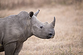 White rhinoceros (Ceratotherium simum) grazing, Umfolozi, South Africa