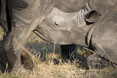 Young white rhinoceros (Ceratotherium simum) sucking under his mother, Umfolozi, South Africa