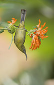 Olive sunbird (Cyanomitra olivacea) near flowers, Hluhluwe-Umfolozi, South Africa
