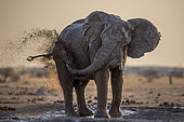 African Elephant (Loxodonta africana) splashing mud, Nxai Pan, Botswana