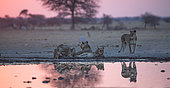 Lion (Panthera leo) lionesses drinking at the river, Nxai Pan, Botswana