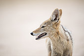 Portrait of Black-backed jackal (Canis mesomelas), Kgalagadi, Botswana