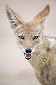 Portrait of Black-backed jackal (Canis mesomelas), Kgalagadi, Botswana