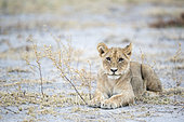 Lion (Panthera leo) cub lying, Nxai Pan, Botswana