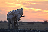 African Elephant (Loxodonta africana) taking a mud bath, Nxai Pan, Botswana