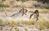 Lion (Panthera leo) Kalahari males fighting for a female, Kgalagadi, Botswana