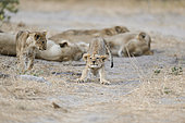 Lion (Panthera leo) cub stretching, Khwai, Botswana