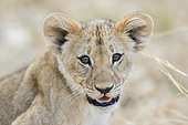 Lion (Panthera leo) portrait of cub, Khwai, Botswana